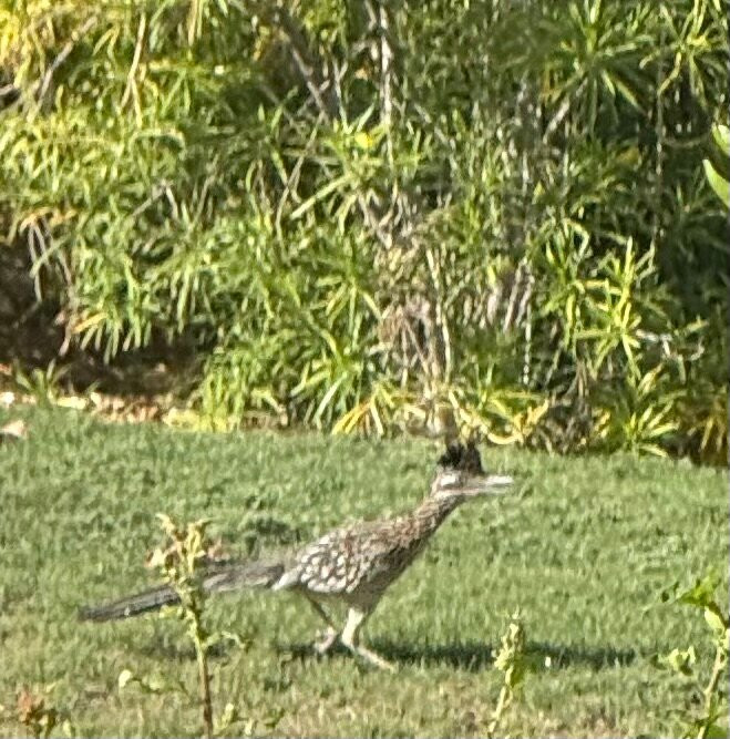Sensei Porcupine Creek主图