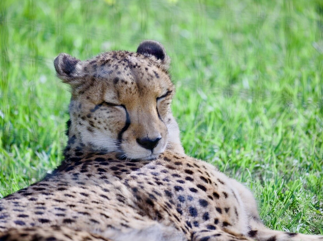 Cheetah Outreach - Somerset West-西索美塞必去景点