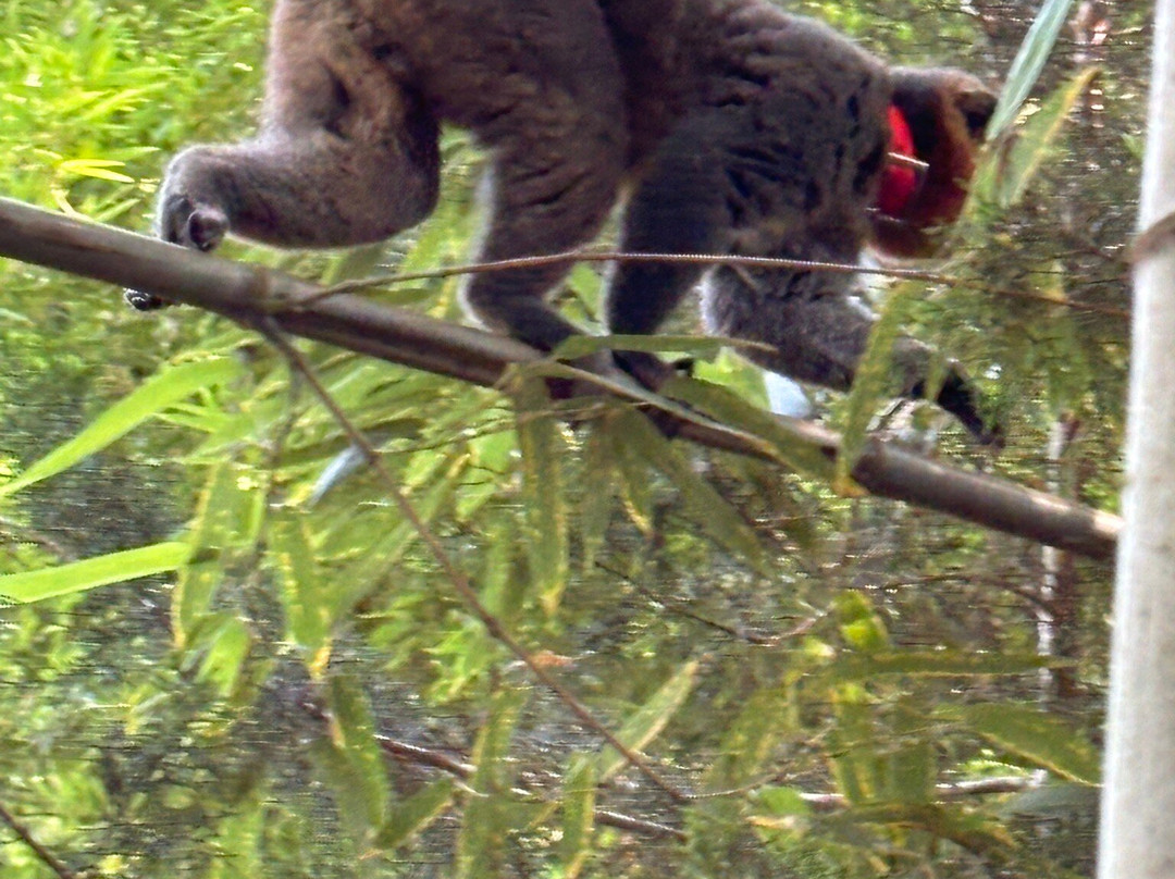 Duke Lemur Center-达勒姆必去景点
