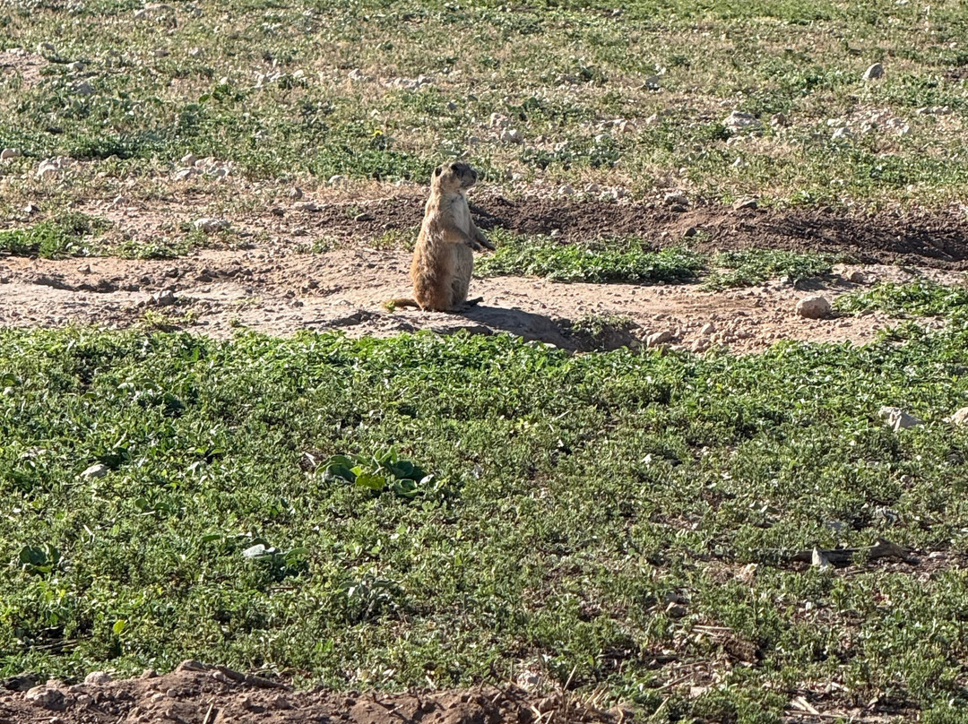 Prairie Dog Town-拉伯克县必去景点