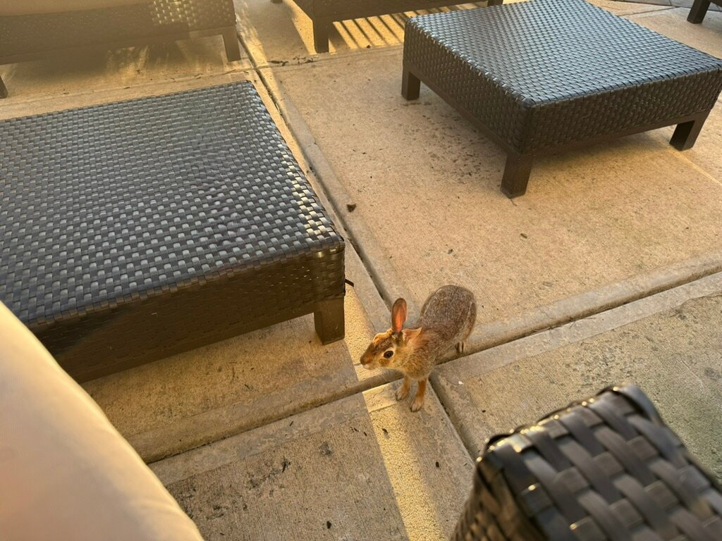 Courtyard Boston Littleton主图