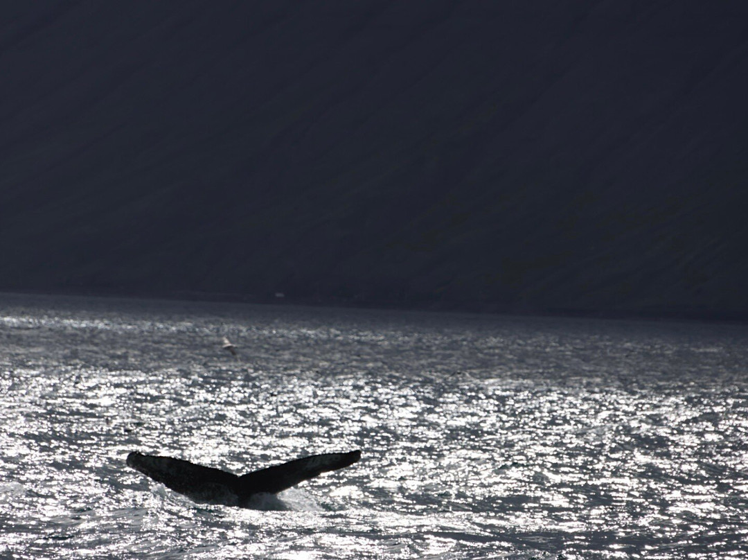 Sjóferðir Ehf-伊萨菲厄泽必去景点