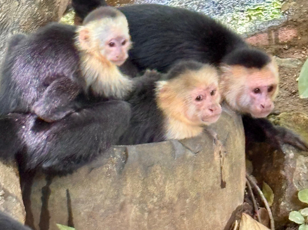 The Congo Trail-Nuevo Colon必去景点