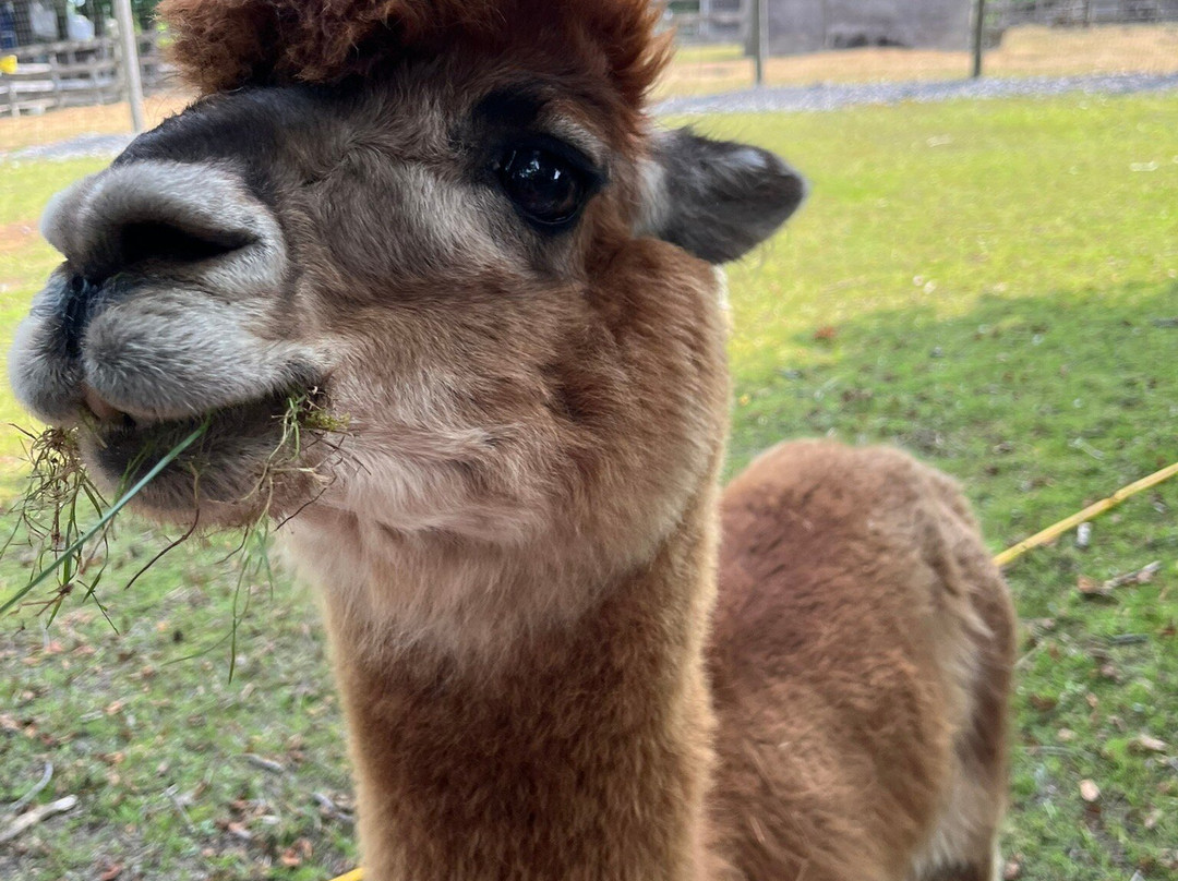 Old Mill Alpacas-Colborne必去景点