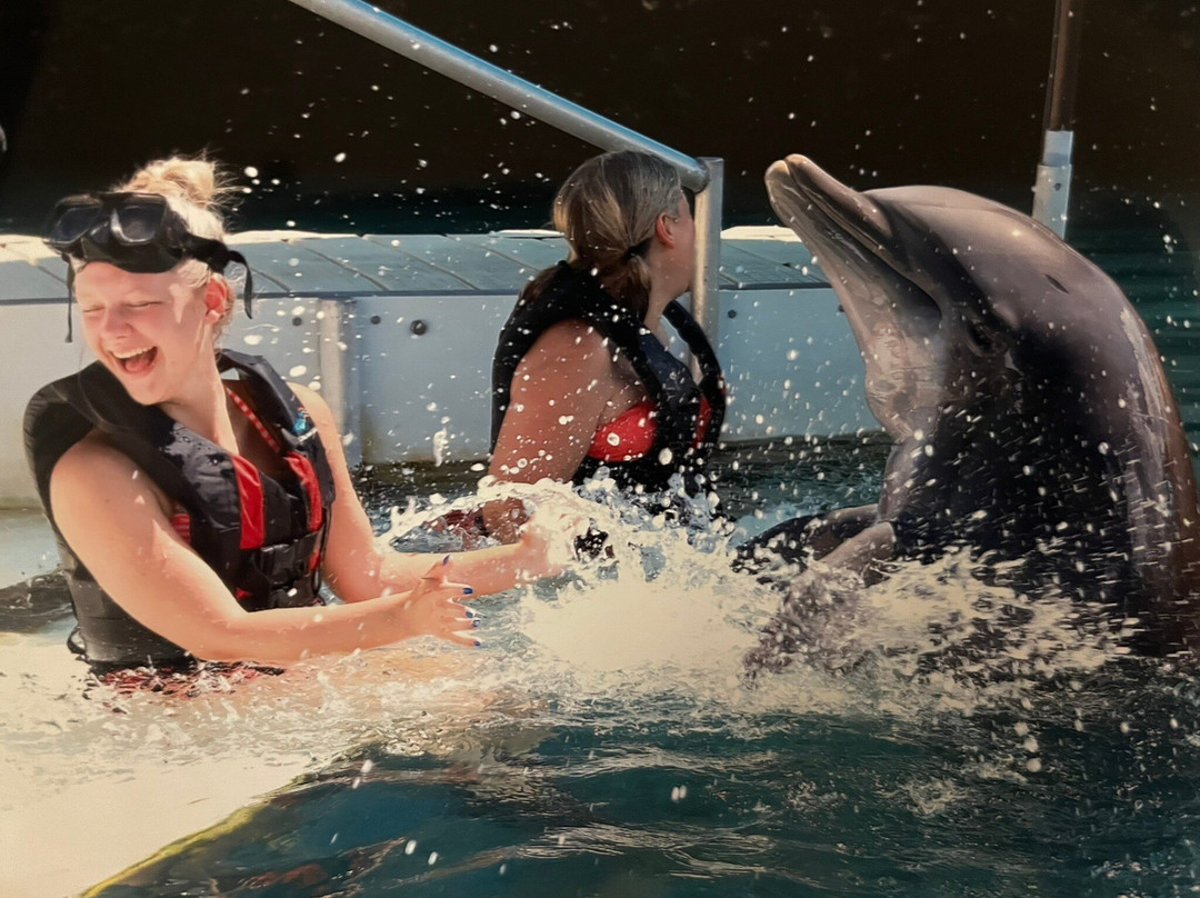 Dolphin Quest-Sandys Parish必去景点