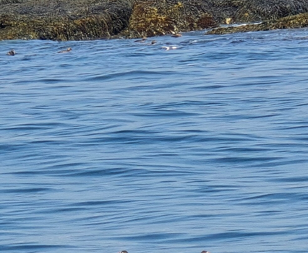 Monhegan Boat Line-Port Clyde必去景点