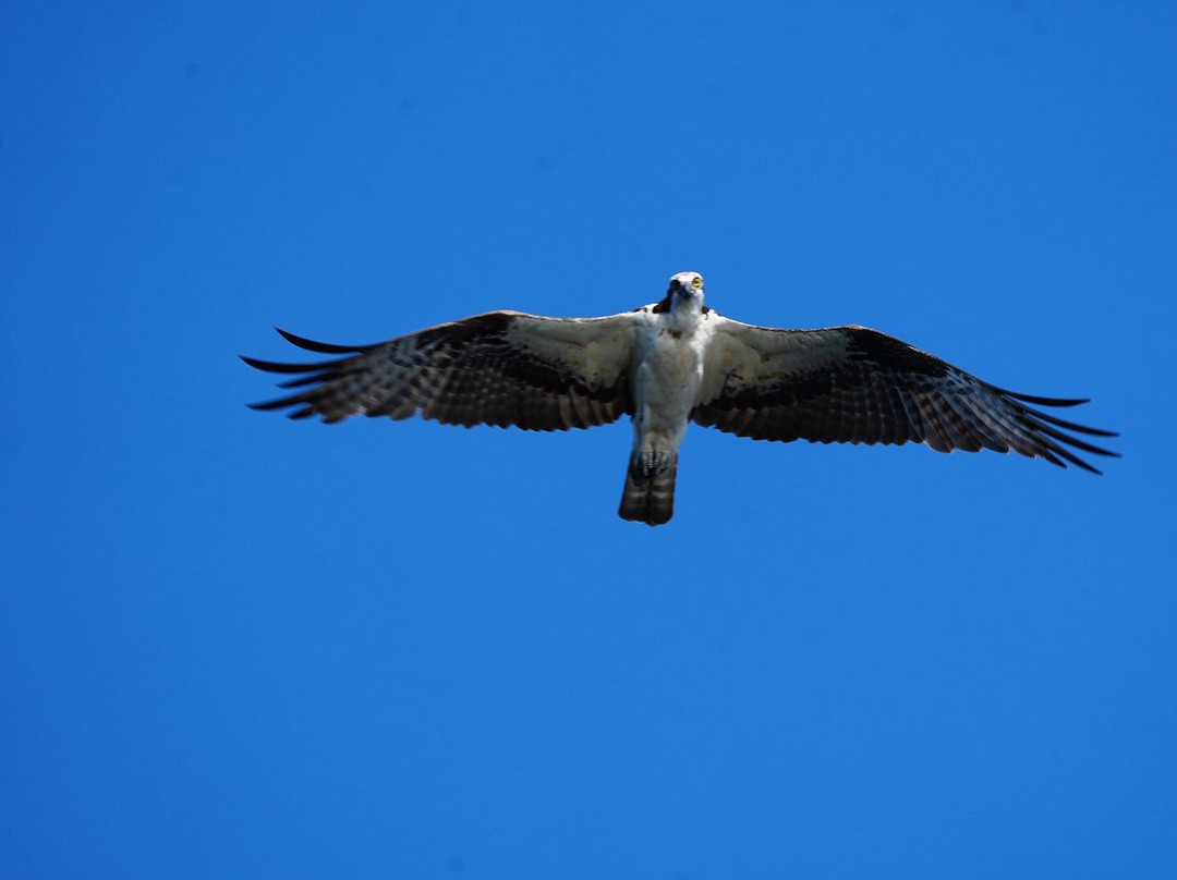 Airboat And Gator Charters-De Leon Springs必去景点