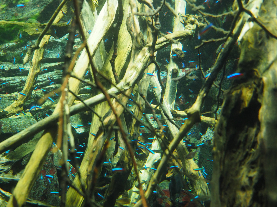 丹麦国家水族馆-哥本哈根必去景点