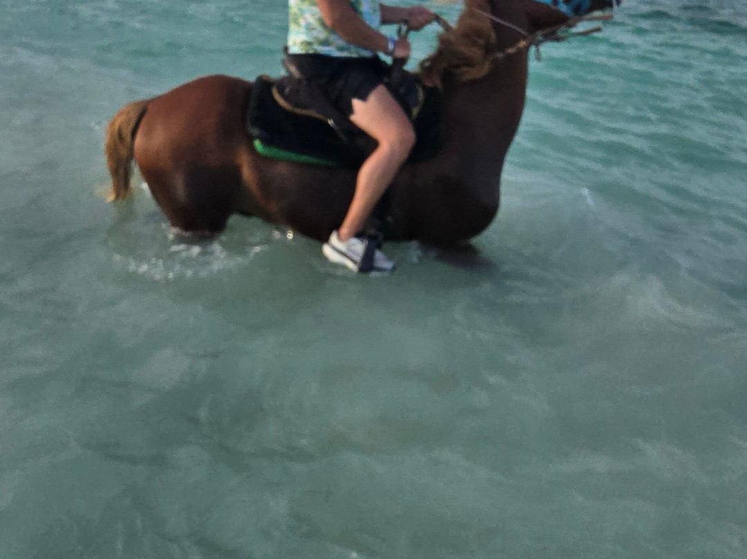 Unique Tours and Rentals-普罗维登西亚莱斯必去景点