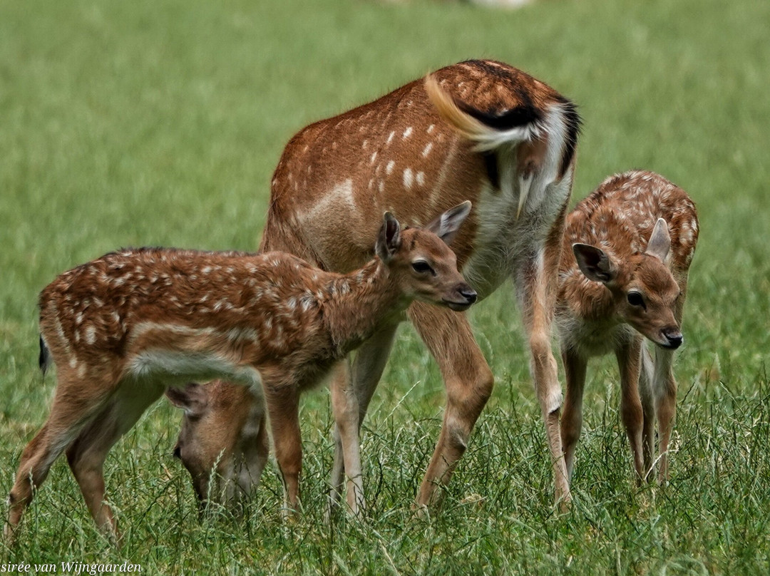 Wildpark Poing-Poing必去景点
