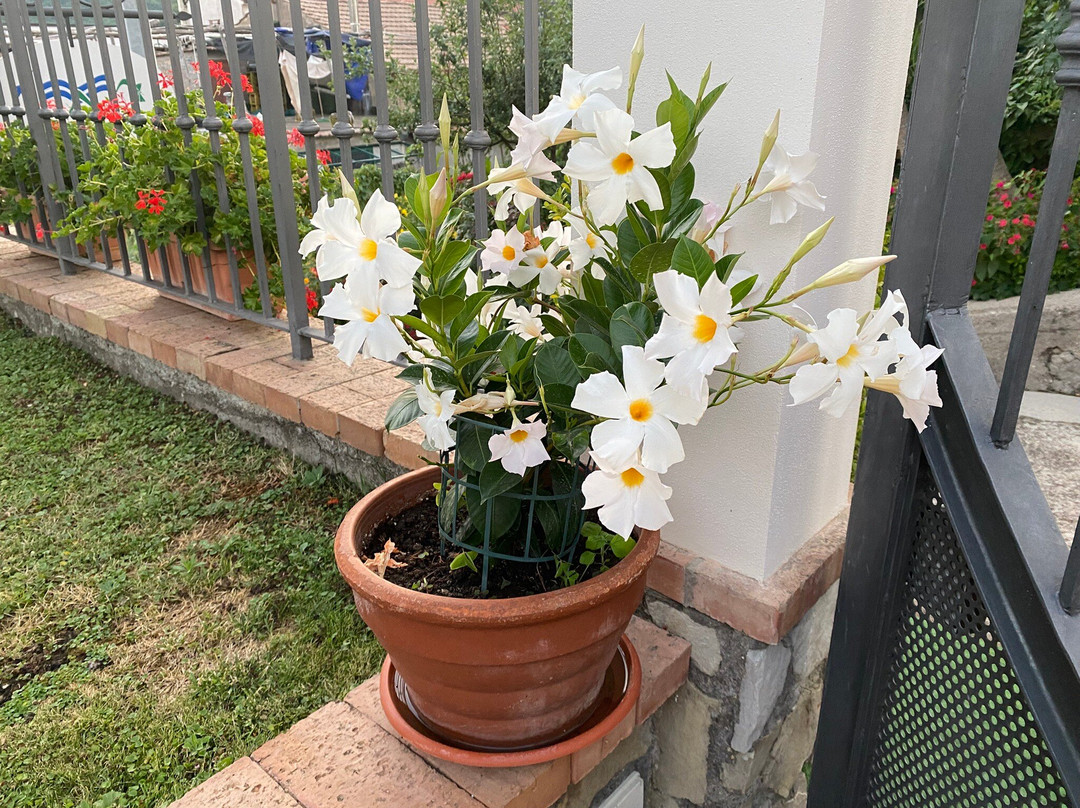 Farfalle E Gabbiani主图