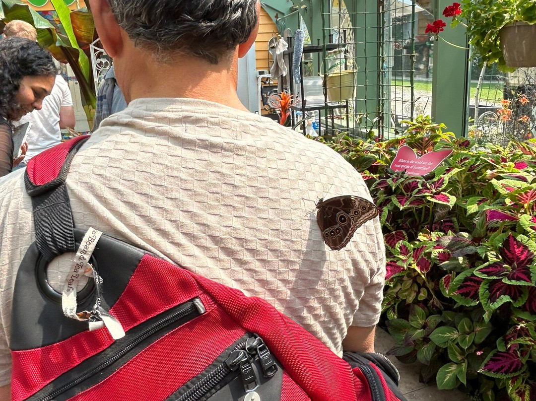 Wings of Mackinac Butterfly Conservatory-麦其诺岛必去景点