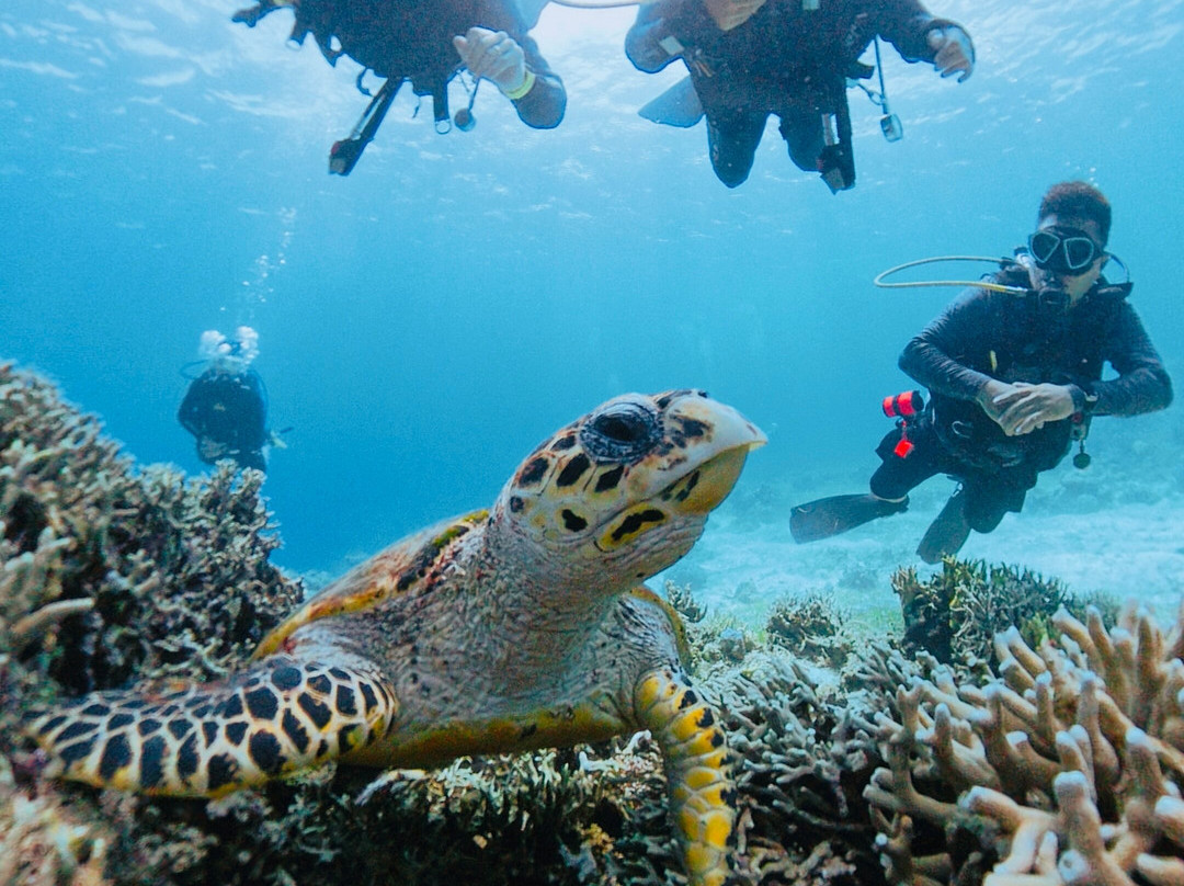 Scotty's Action Sports Network-Panglao必去景点