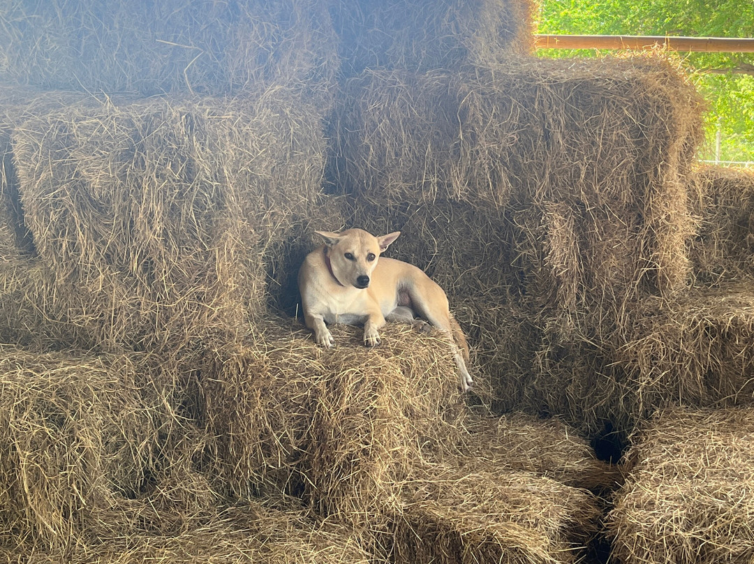 Hua Hin Horse Club-Nong Kae必去景点