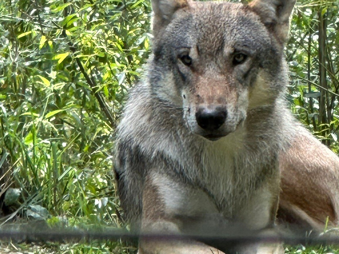 Tierpark Bern-伯尔尼必去景点