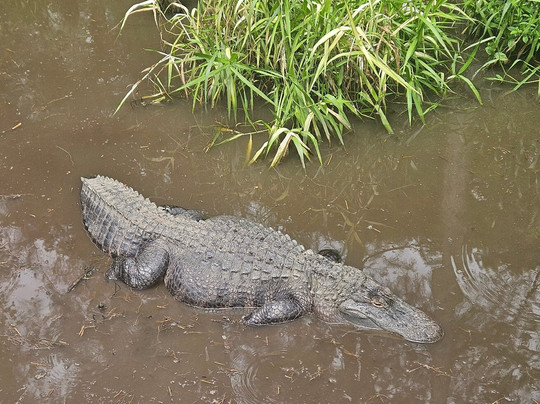 Alligator Alley-Summerdale必去景点