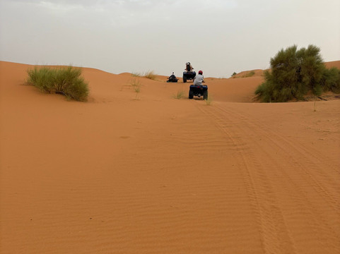 Riad Desert Camel主图