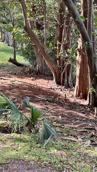 Wakodahatchee Wetlands-德拉海滩必去景点