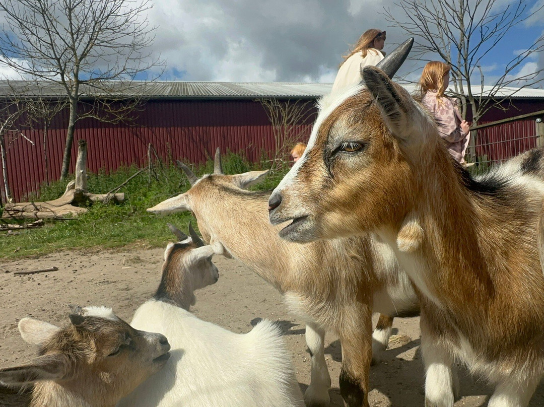 Pangea Park-Bjaeverskov必去景点