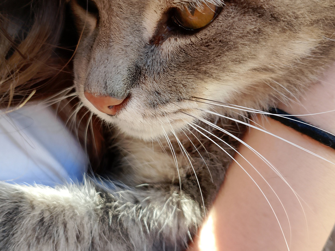 Agriturismo Corte Olfino主图