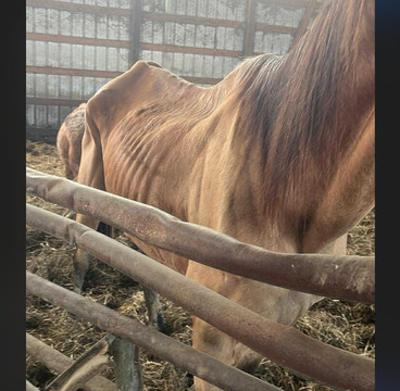 Muddy Water Equestrian Park-Mount Healthy必去景点