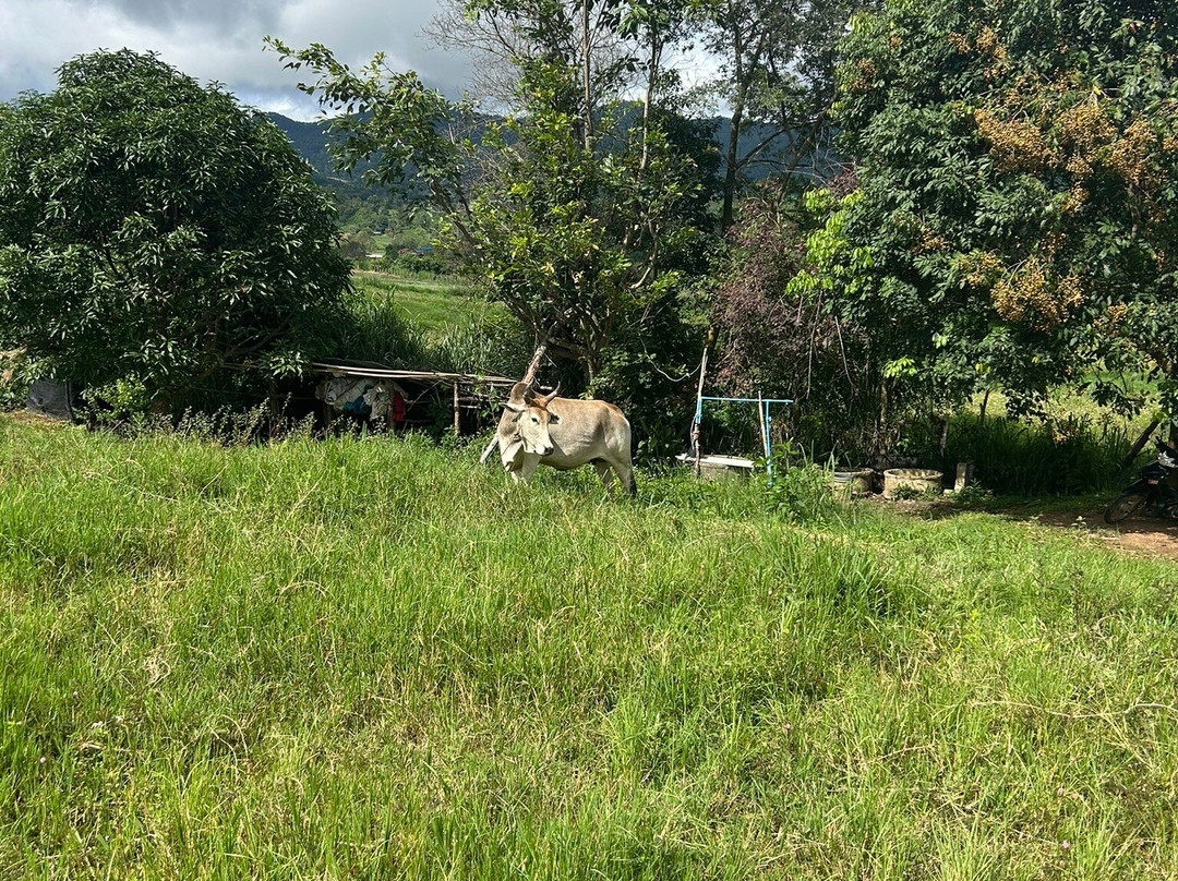 Loolu Tour - Private Day Tours-清迈必去景点