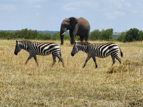 Kichaka Tours And Travel-内罗毕必去景点