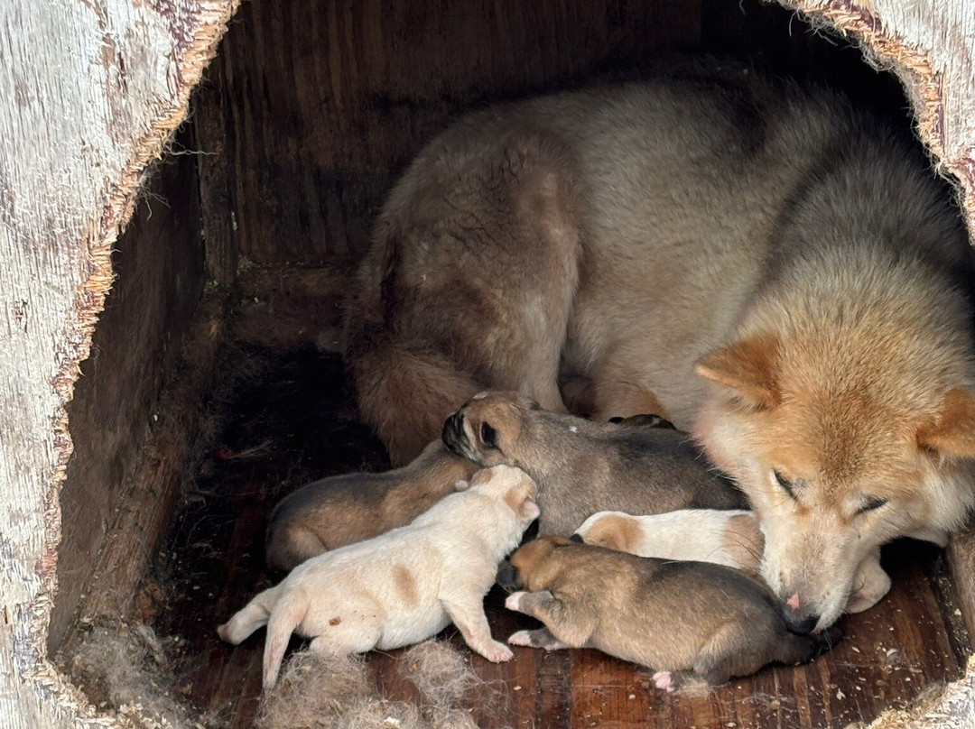 Disko Adventures-Qeqertarsuaq必去景点