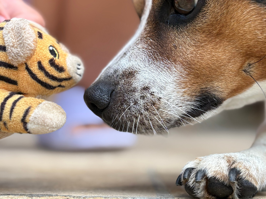 B&B Bellavista主图