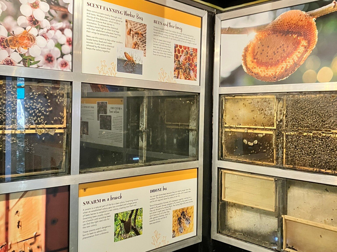 超极蜜蜂博物馆-可伦宾必去景点