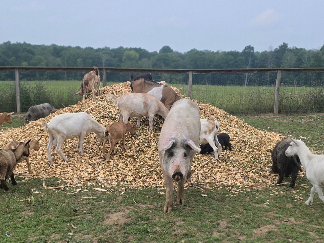 Bella Acres Farm And Animal Sanctuary-Walden必去景点