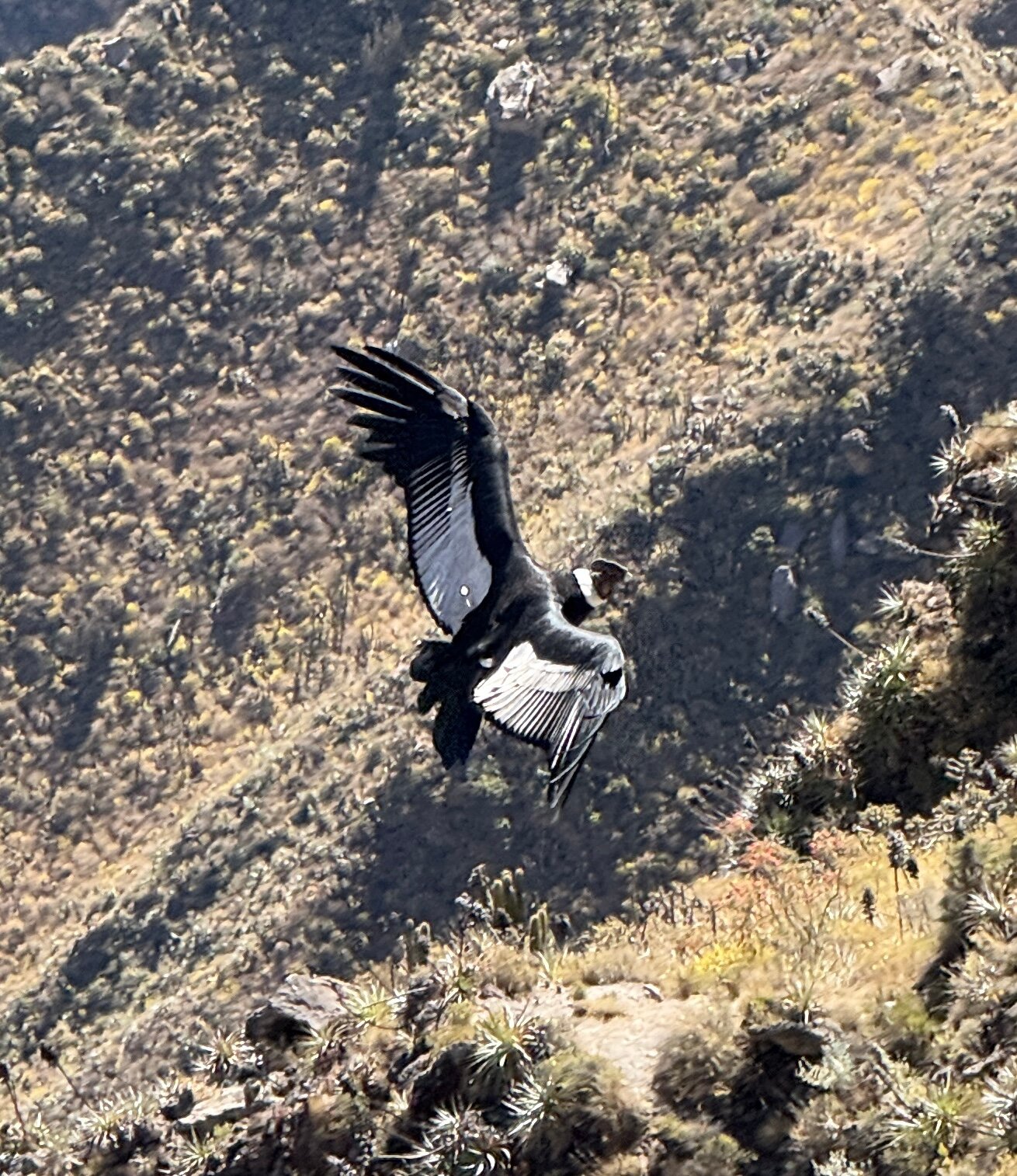 Colca Lodge Spa & Hot Springs-官方