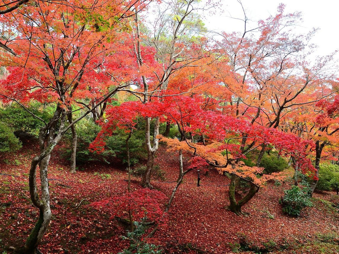Yahiko Park-弥彦村必去景点
