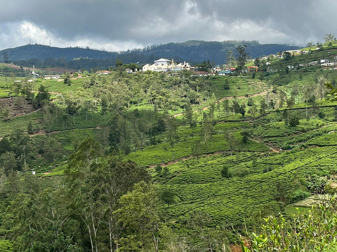 佩德罗茶工厂-奴娃拉伊利雅必去景点