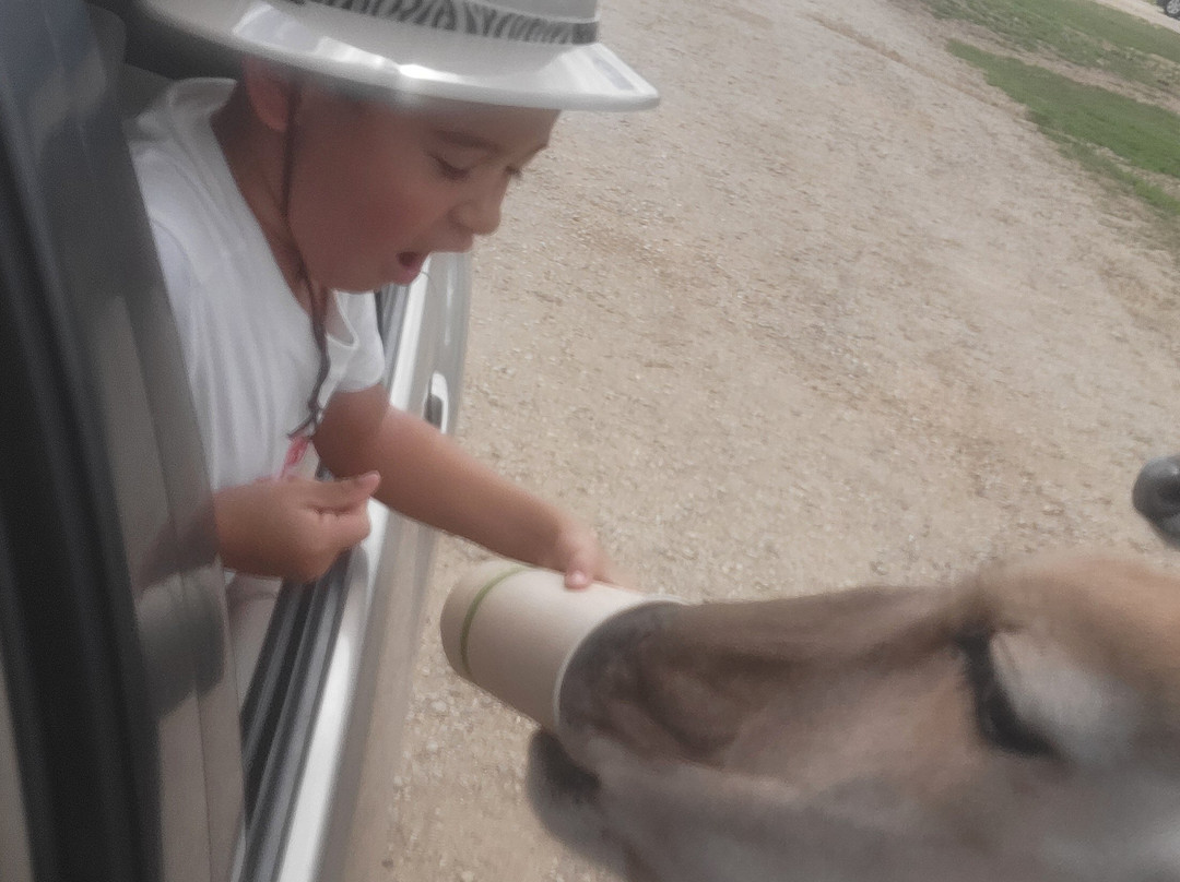Safari Lake Geneva-日内瓦湖必去景点