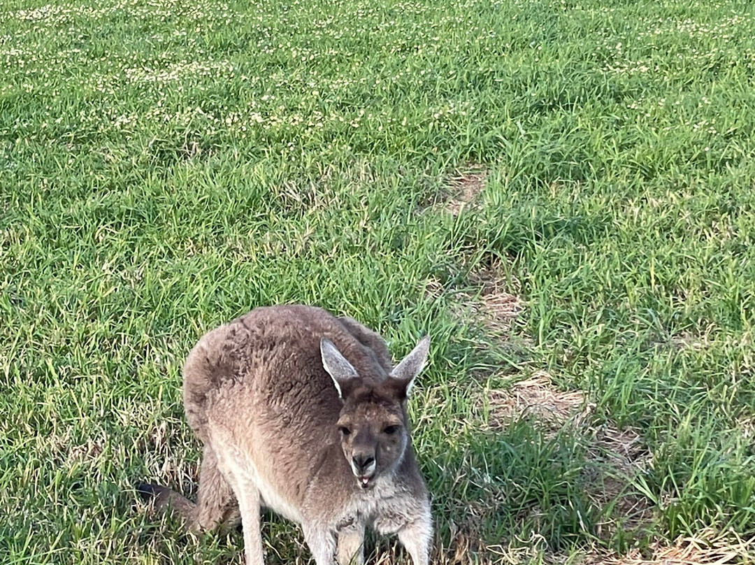 赫瑞森岛-珀斯必去景点