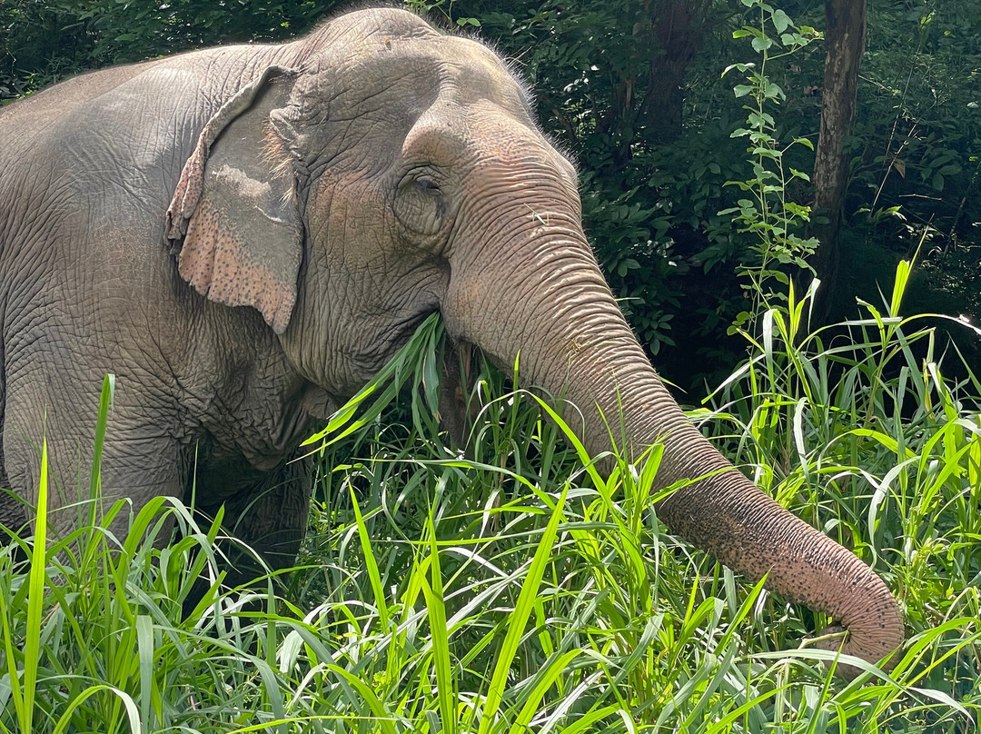 Bees - Burm And Emily's Elephant Sanctuary-夜占必去景点