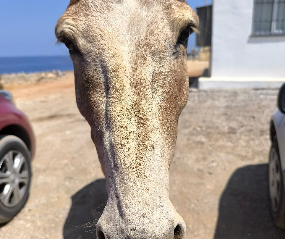 Dipkarpaz Milli Parki - Karpaz National Park Wild Donkey Protection Area-法玛古斯塔必去景点