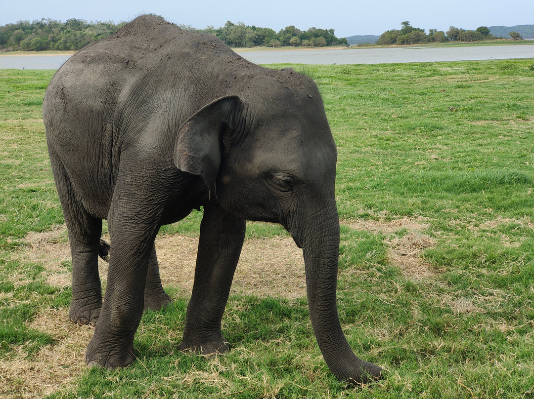 Minneriya Safari Tours-哈巴拉娜必去景点