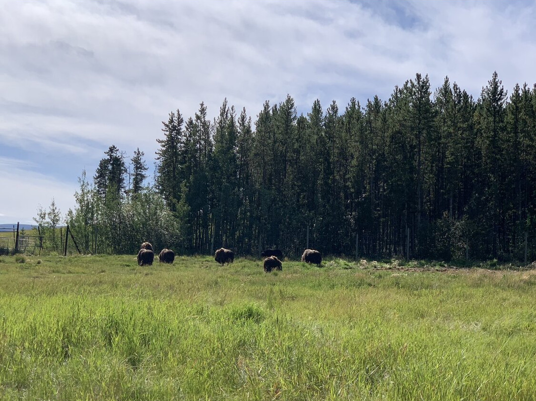 Yukon Wildlife Preserve-白马市必去景点