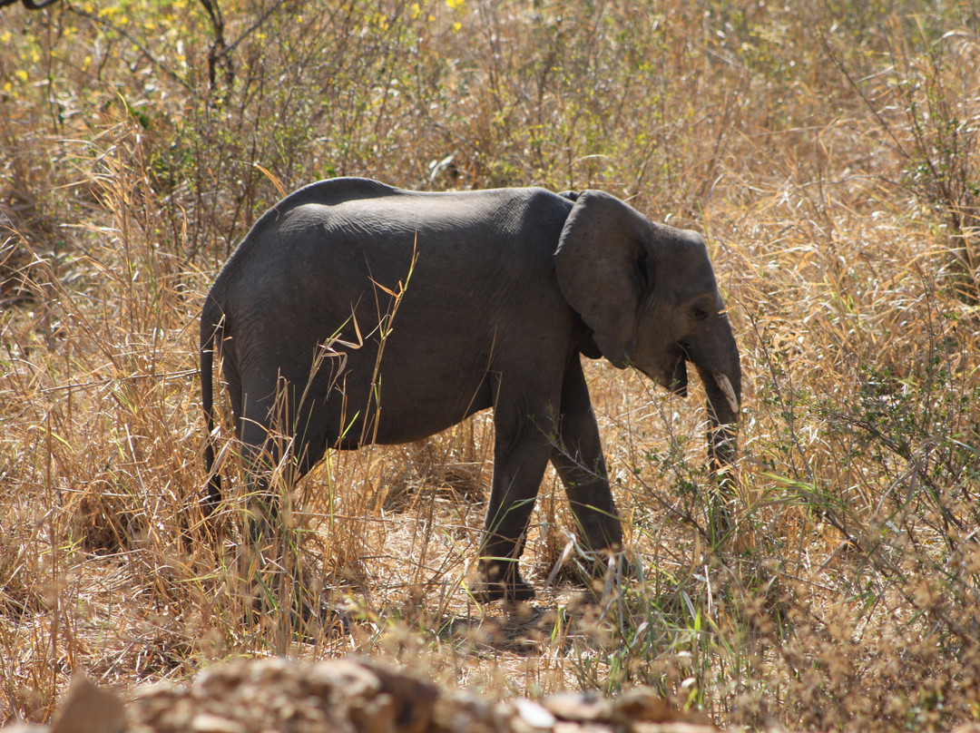 Africalife Tours and Safaris.-莫西必去景点