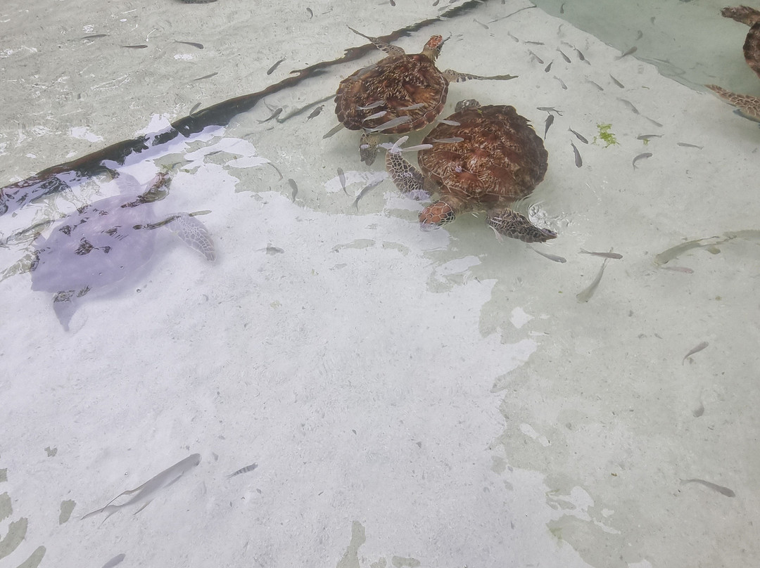 Nungwi Mnarani Aquarium-孥归必去景点