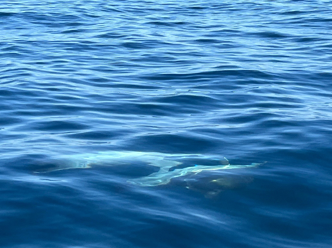 Ecomarine Algarve-法罗必去景点