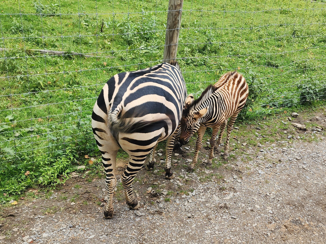 Hidden Valley Animal Adventure-Varysburg必去景点