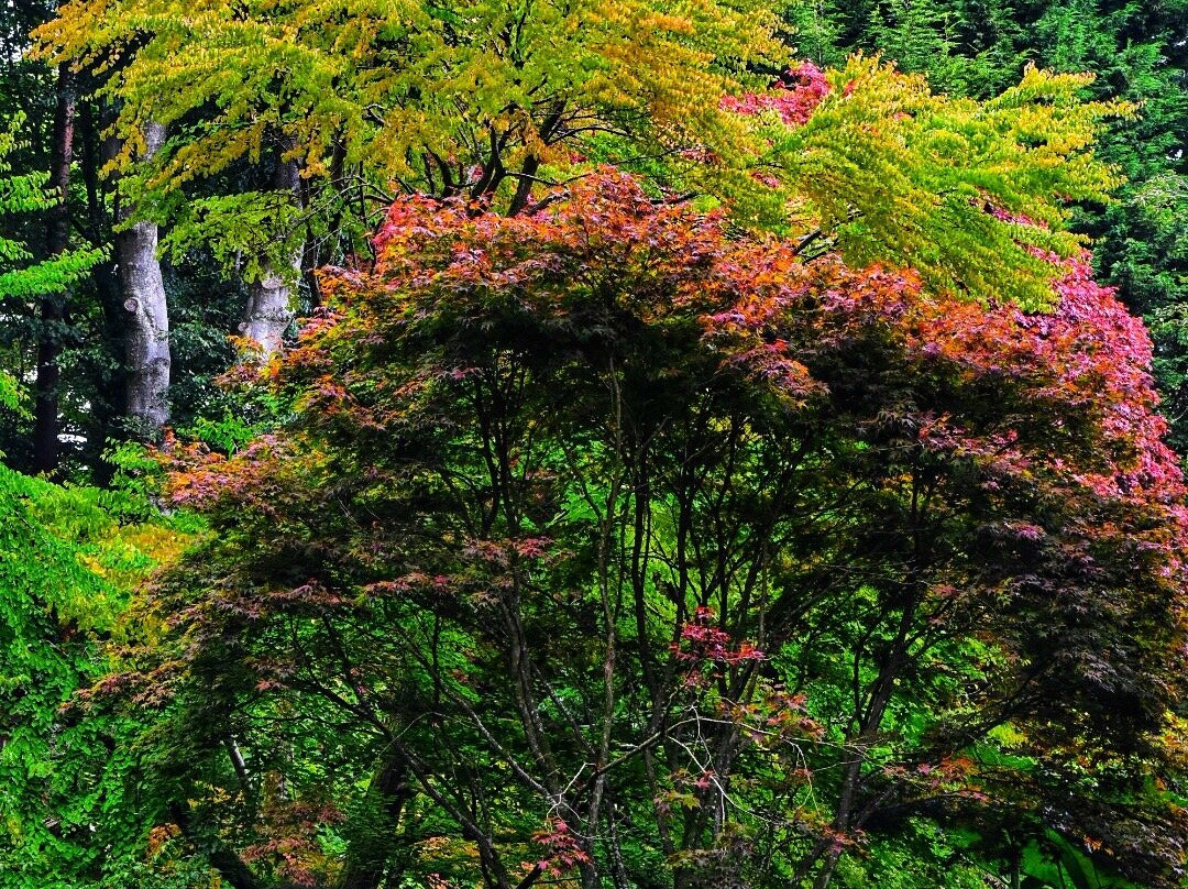 Arbigland House and Gardens-邓弗里斯必去景点