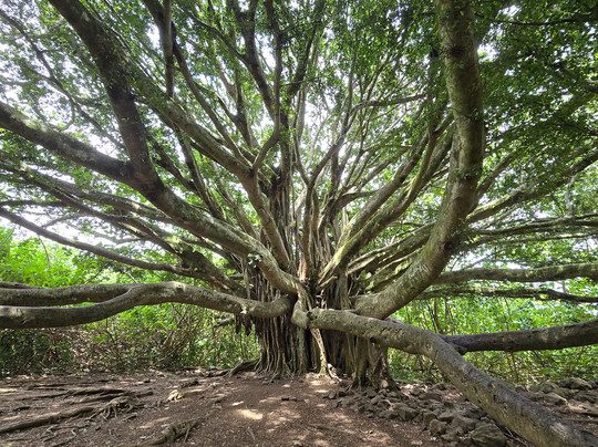 Ohana Tours Maui-芭雅必去景点