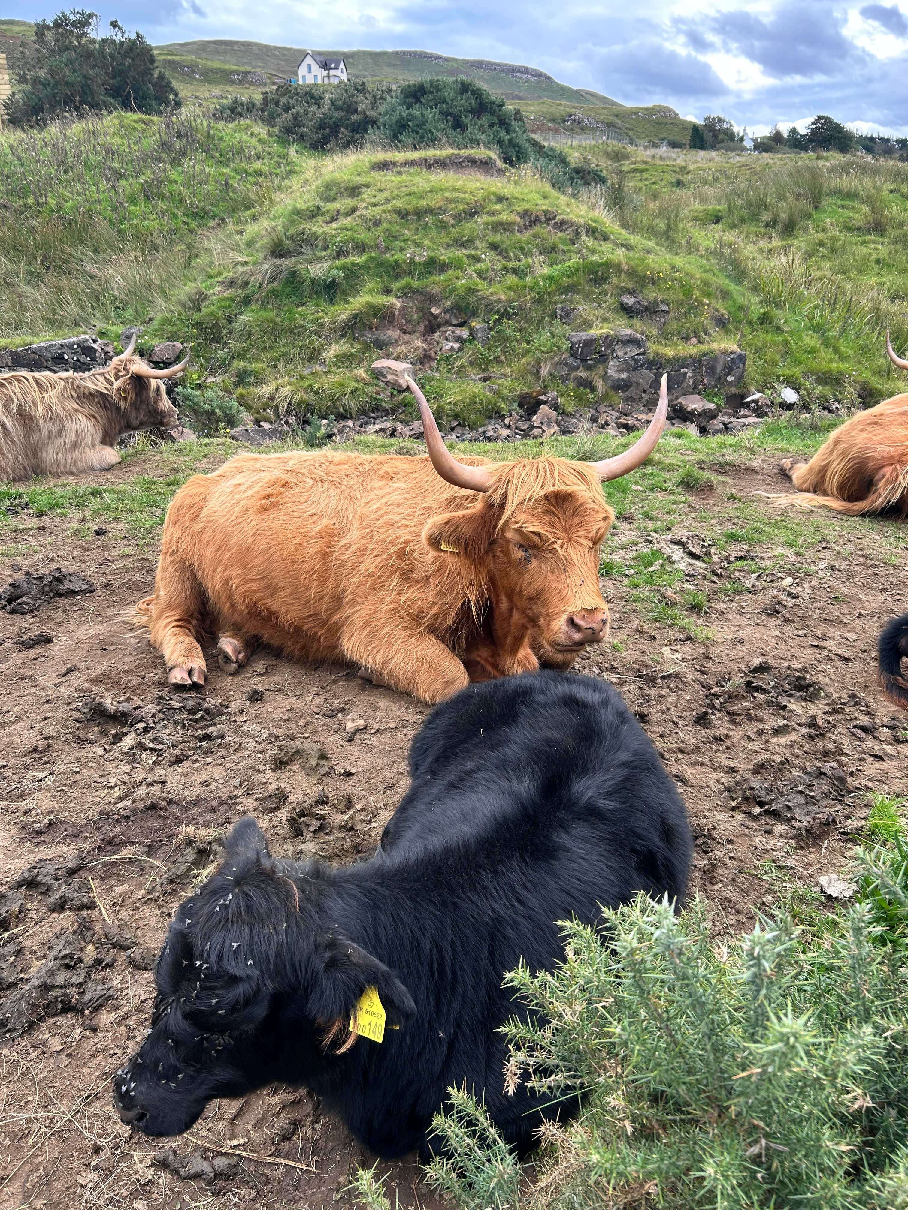 Tullochard House B&b-官方