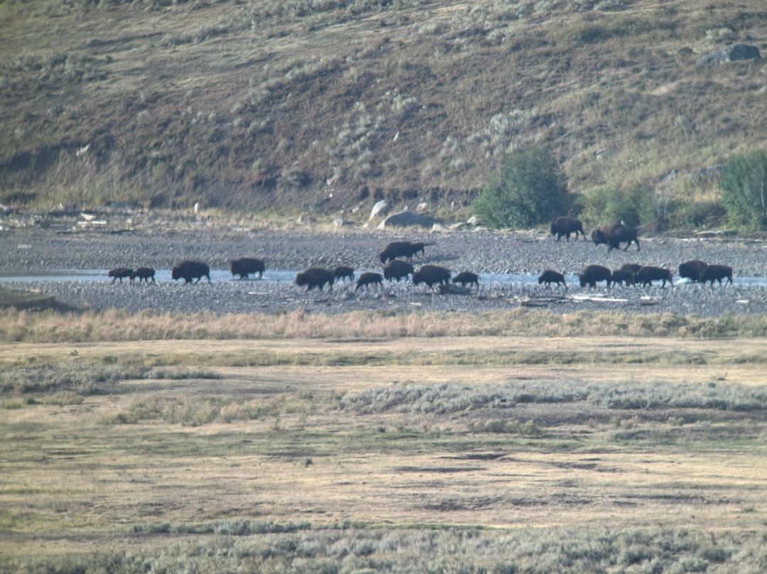 Lamar Valley Touring-加德纳必去景点