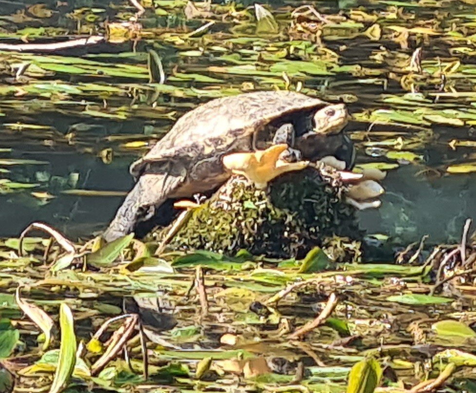 Dragonfly Kayak: The Acheron Experience-Ammoudia必去景点