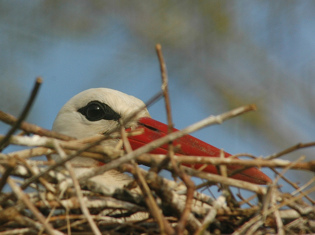 Centro Cicogne-西莱亚必去景点